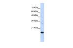 GABARAPL1 Antibody in Western Blot (WB)