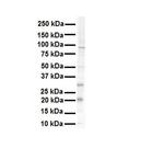 K-Ras Polyclonal Antibody