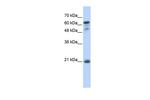 GCSAM Polyclonal Antibody