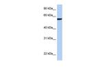 AMIGO3 Polyclonal Antibody
