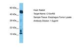 C10orf55 Polyclonal Antibody