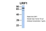 LRIF1 Antibody in Western Blot (WB)