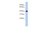ERMN Polyclonal Antibody