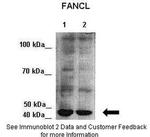 FANCL Antibody in Western Blot (WB)