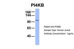 PI4KB Antibody in Western Blot (WB)