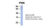 PNN Antibody in Western Blot (WB)
