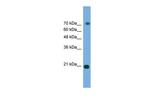ERK3 Polyclonal Antibody