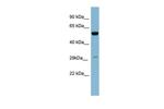 Kallikrein 10 Polyclonal Antibody