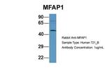 MFAP1 Antibody in Western Blot (WB)