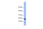 PIN4 Polyclonal Antibody