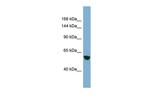 Muskelin Polyclonal Antibody