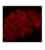 TUBE1 Polyclonal Antibody