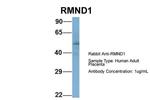 RMND1 Antibody in Western Blot (WB)
