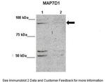 MAP7D1 Polyclonal Antibody