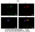 DNAAF2 Polyclonal Antibody