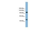 C17orf71 Antibody in Western Blot (WB)