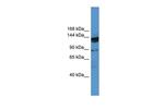 OGDHL Polyclonal Antibody