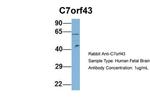 C7orf43 Polyclonal Antibody