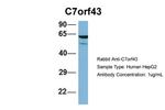 C7orf43 Antibody in Western Blot (WB)