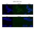 CENPN Antibody in Immunocytochemistry (ICC/IF)