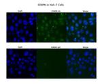 CENPN Polyclonal Antibody