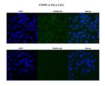 CENPN Antibody in Immunocytochemistry (ICC/IF)