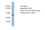 PDXP Polyclonal Antibody