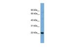 IL17D Polyclonal Antibody