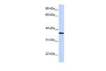 LCN12 Polyclonal Antibody
