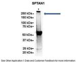 alpha-II Spectrin Antibody in Immunoprecipitation (IP)