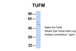 TUFM Antibody in Western Blot (WB)