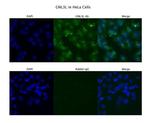 GNL3L Polyclonal Antibody