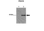 PEA15 Polyclonal Antibody