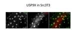 USP9X Polyclonal Antibody