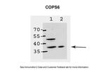 COPS6 Antibody in Western Blot (WB)