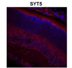 Synaptotagmin 5 Polyclonal Antibody