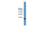 CORT Polyclonal Antibody