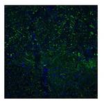 TAAR5 Polyclonal Antibody