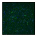 TAAR5 Antibody in Immunohistochemistry (IHC)