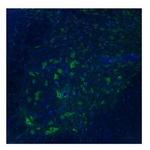 TAAR5 Polyclonal Antibody