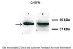 CNTFR Polyclonal Antibody