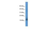 MAGOH Polyclonal Antibody