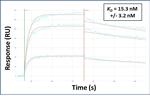 SRRM4 Antibody in Surface plasmon resonance (SPR)