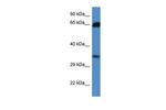 MRI1 Polyclonal Antibody