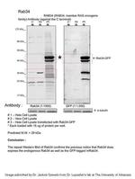 RAB34 Polyclonal Antibody