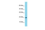 PDGF-C Polyclonal Antibody