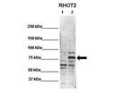 RHOT2 Polyclonal Antibody