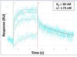 Filamin 2 Antibody in Surface plasmon resonance (SPR)