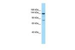 CYFIP1 Polyclonal Antibody
