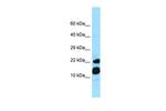 MRFAP1 Polyclonal Antibody